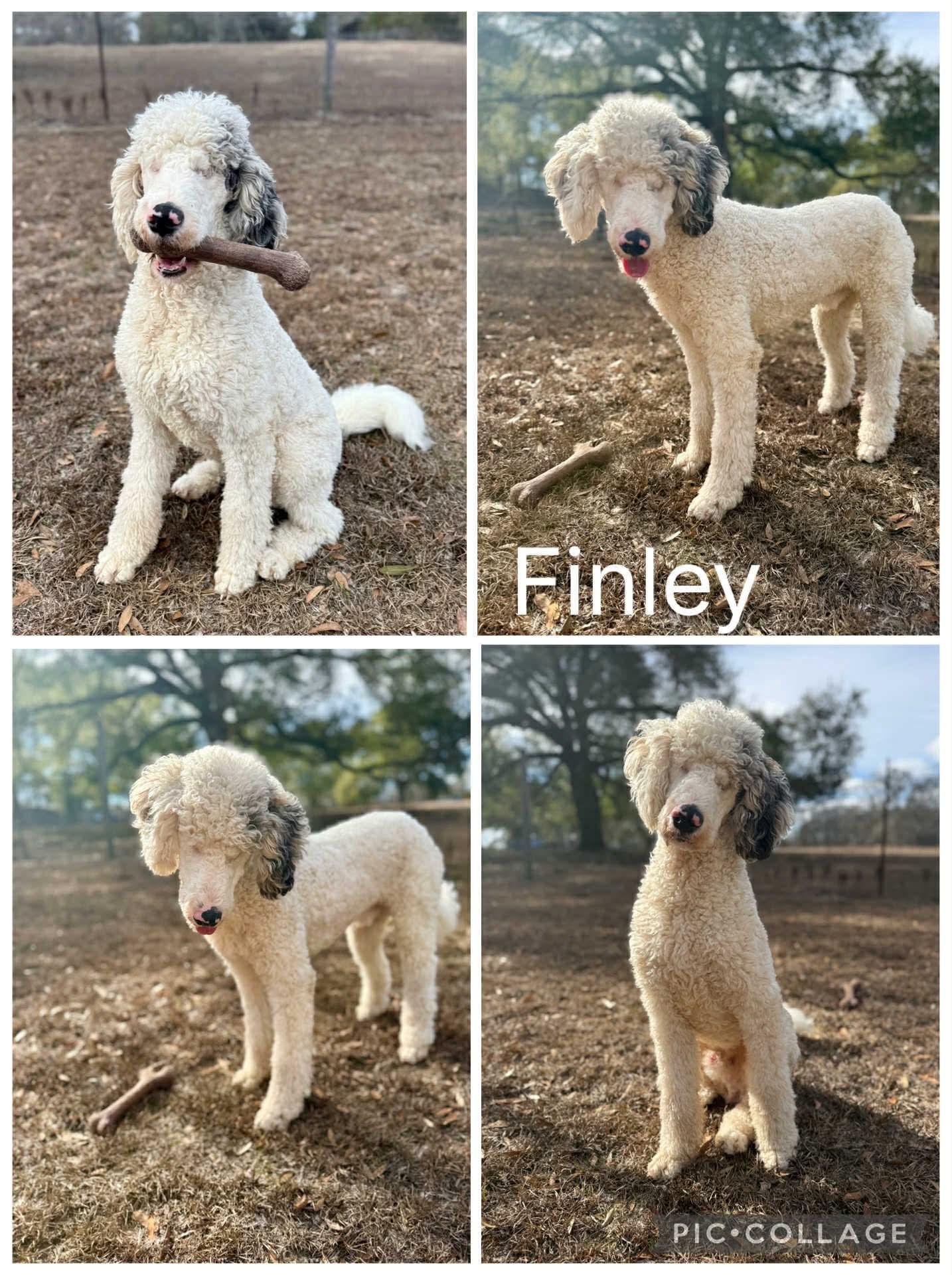 Finley, adopted, Young Male Standard Poodle.