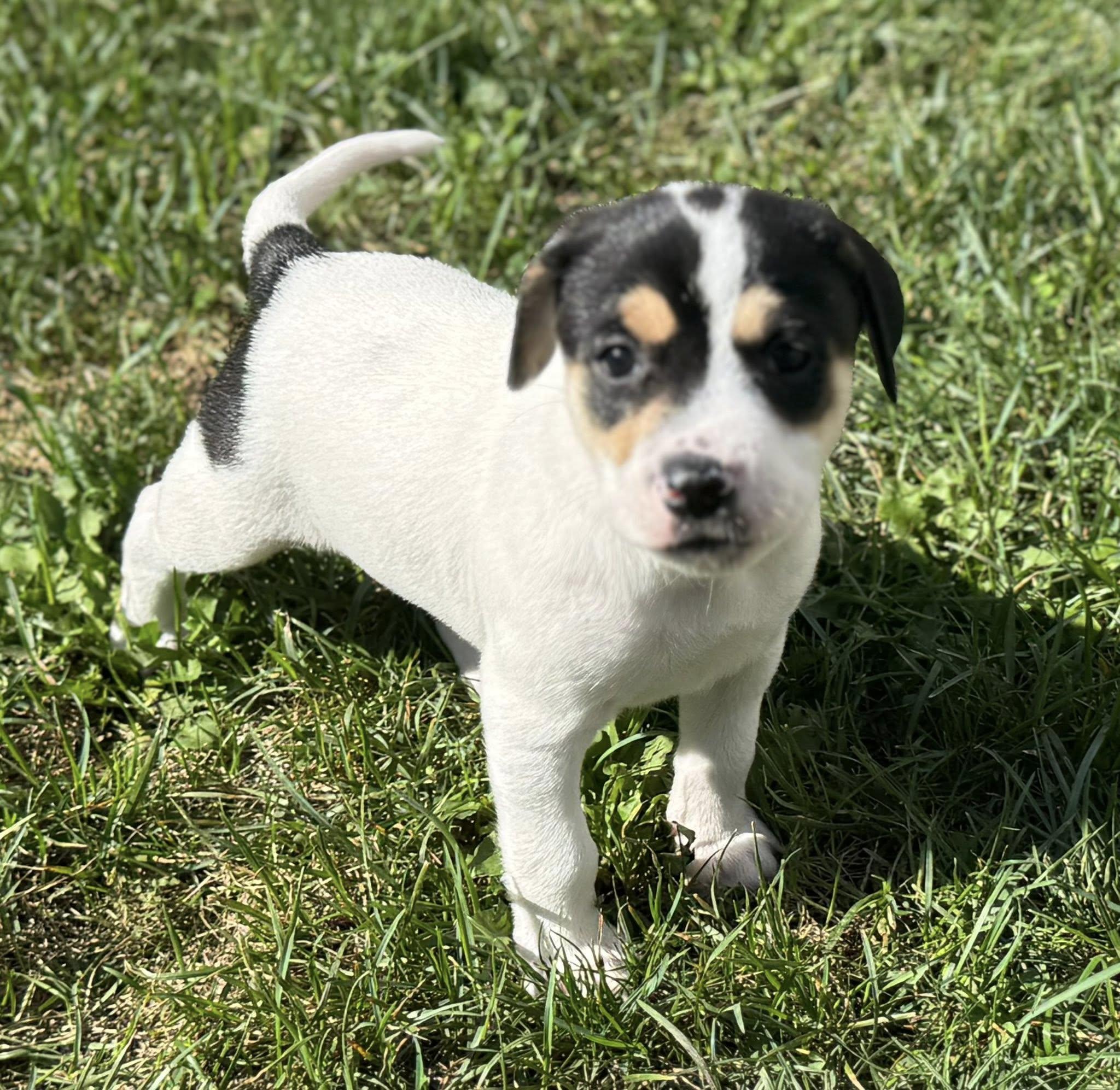 Rosie