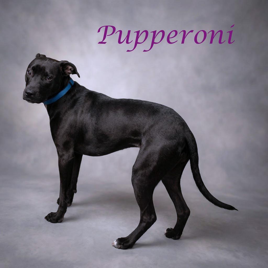 Pupperoni D26-154, Adoptable, Young Female Pit Bull Terrier & Mixed Breed.