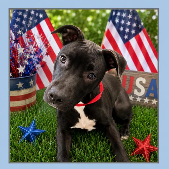 Enlarge Pupperoni D26-154, a Adoptable mixed breed in Lebanon, TN image 2/4
