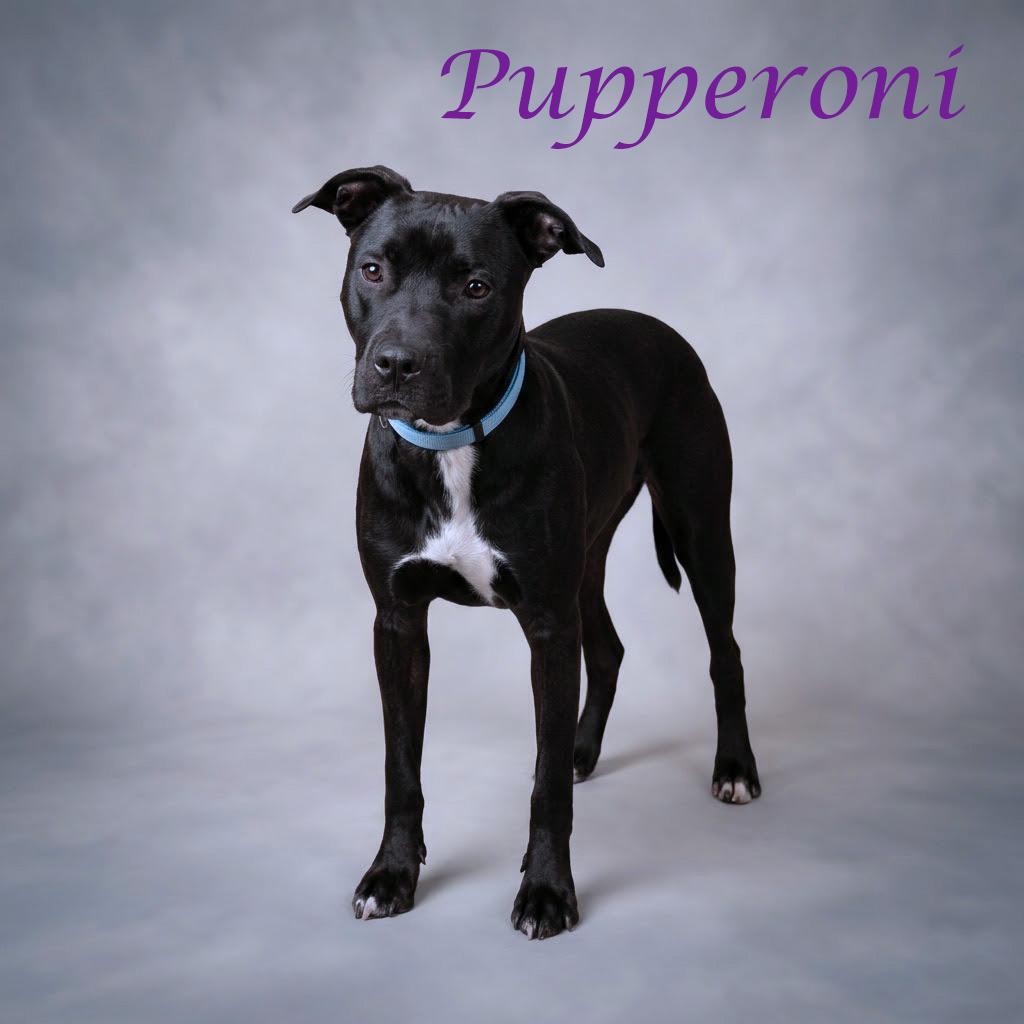 Enlarge Pupperoni D26-154, a Adoptable mixed breed in Lebanon, TN image 3/4