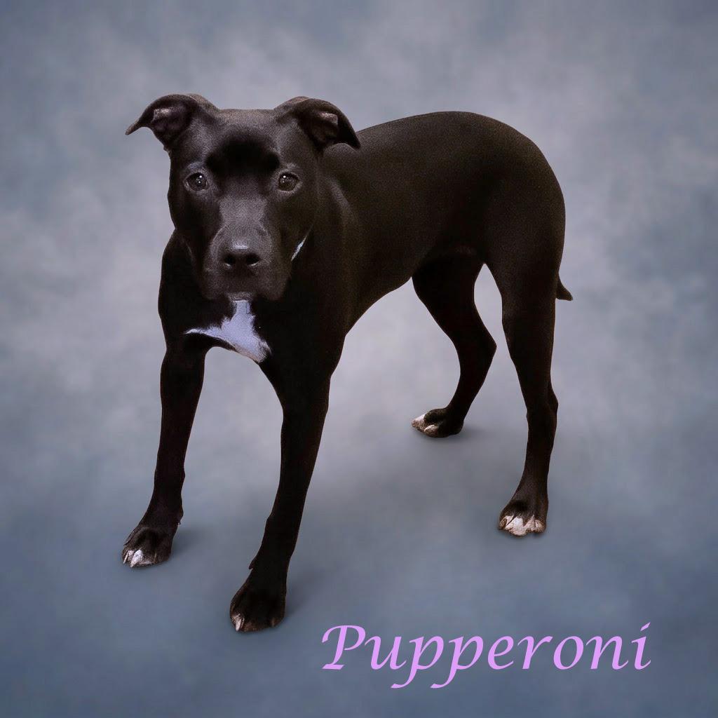 Enlarge Pupperoni D26-154, a Adoptable mixed breed in Lebanon, TN image 4/4