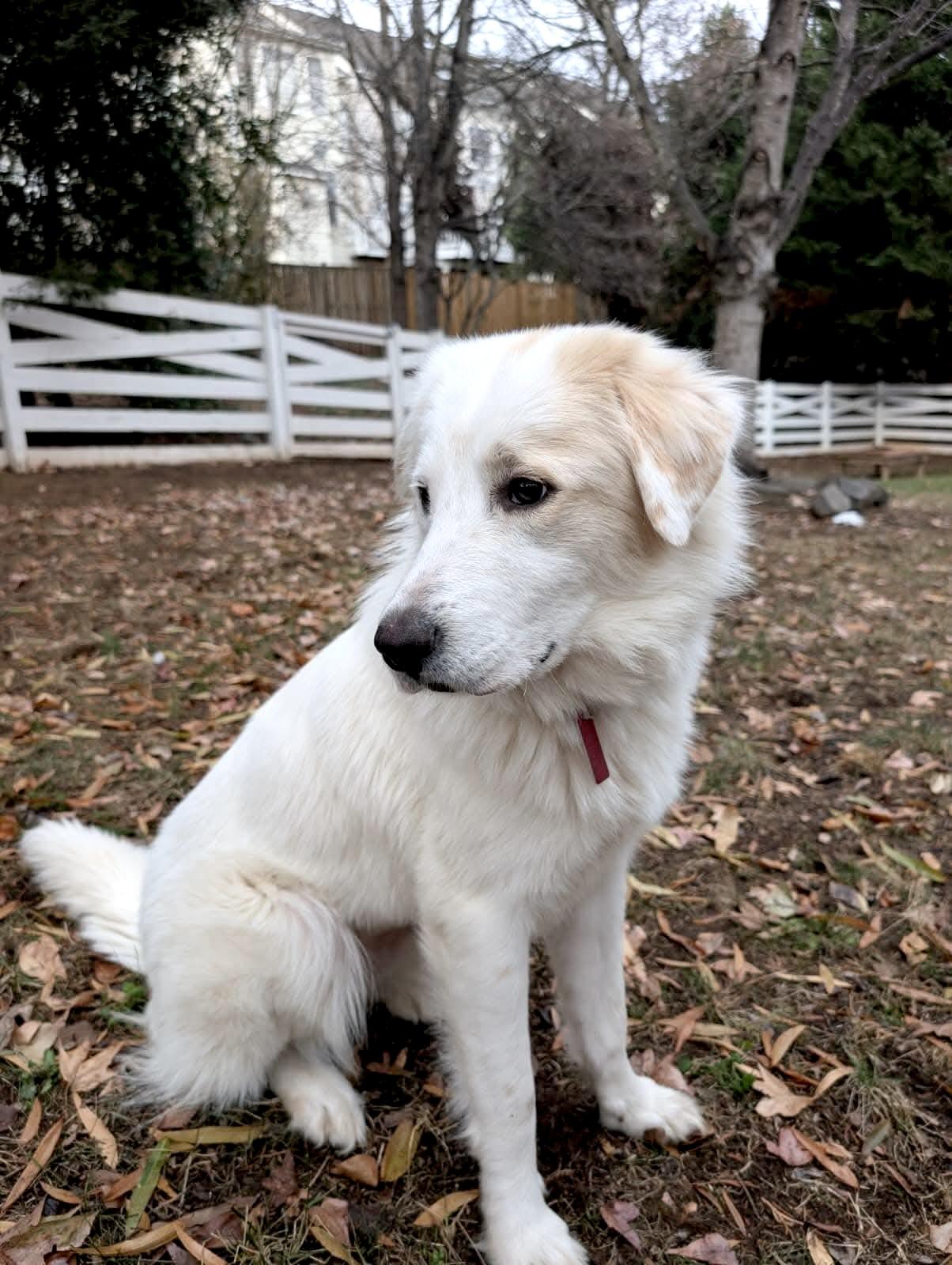 Enlarge Faith, an adopted Great Pyrenees in Haymarket, VA image 2/6