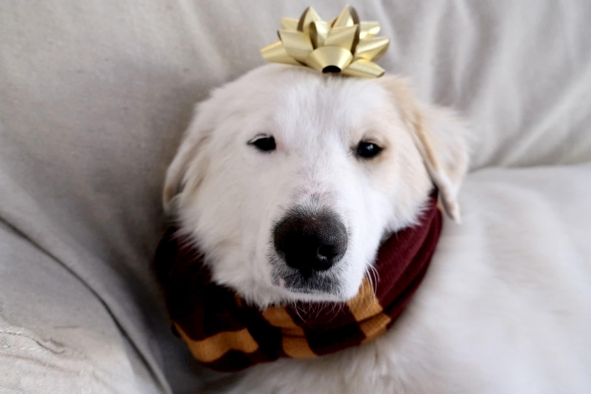 Enlarge Faith, an adopted Great Pyrenees in Haymarket, VA image 3/6