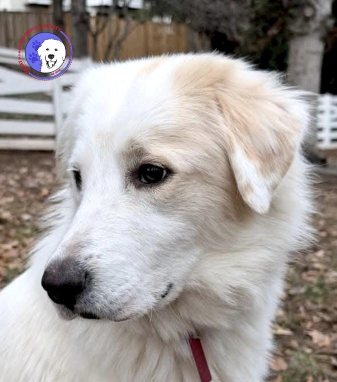 Faith, adopted, Young Female Great Pyrenees.
