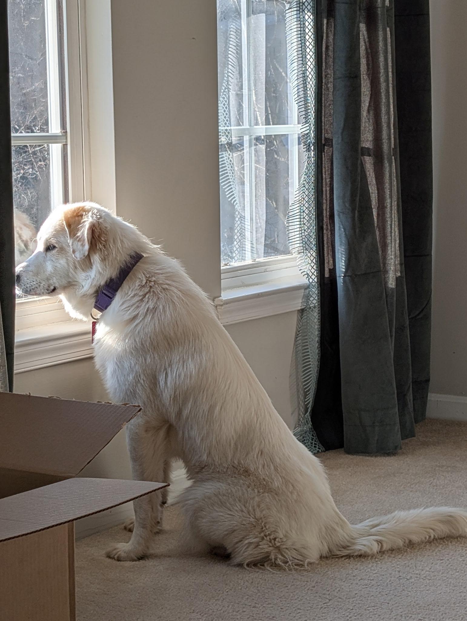 Enlarge Faith, an adopted Great Pyrenees in Haymarket, VA image 4/6