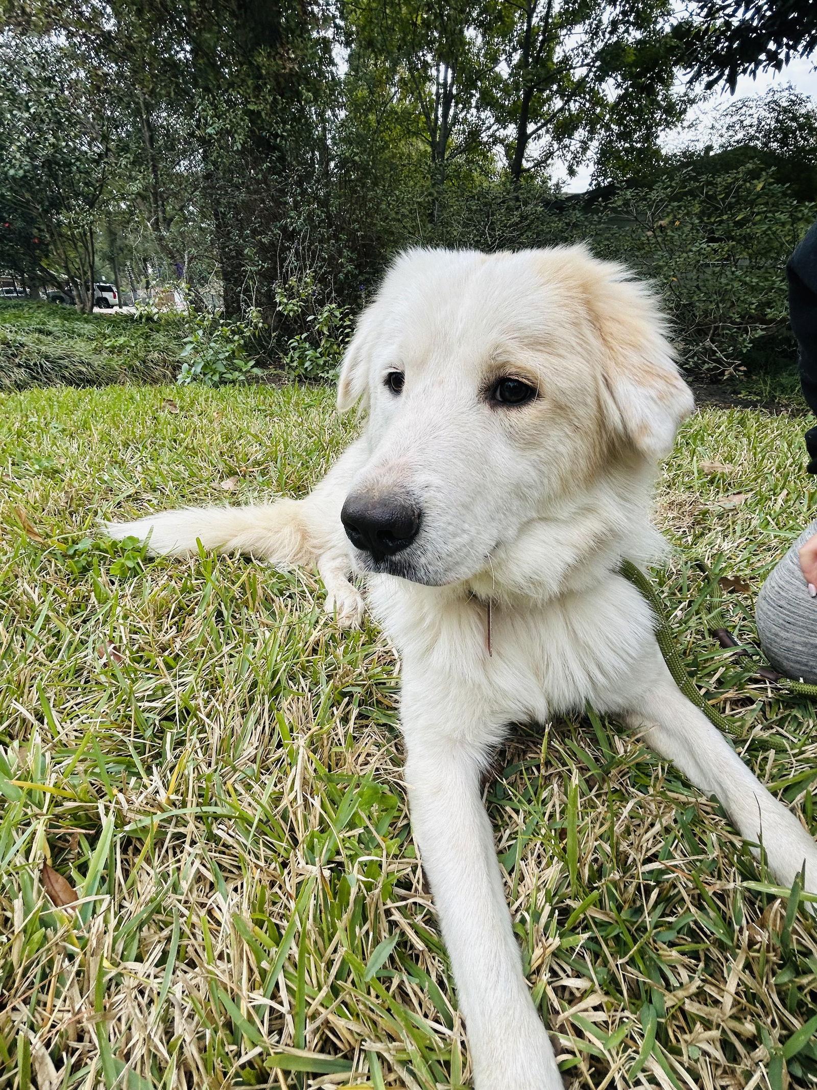 Enlarge Faith, an adopted Great Pyrenees in Haymarket, VA image 5/6