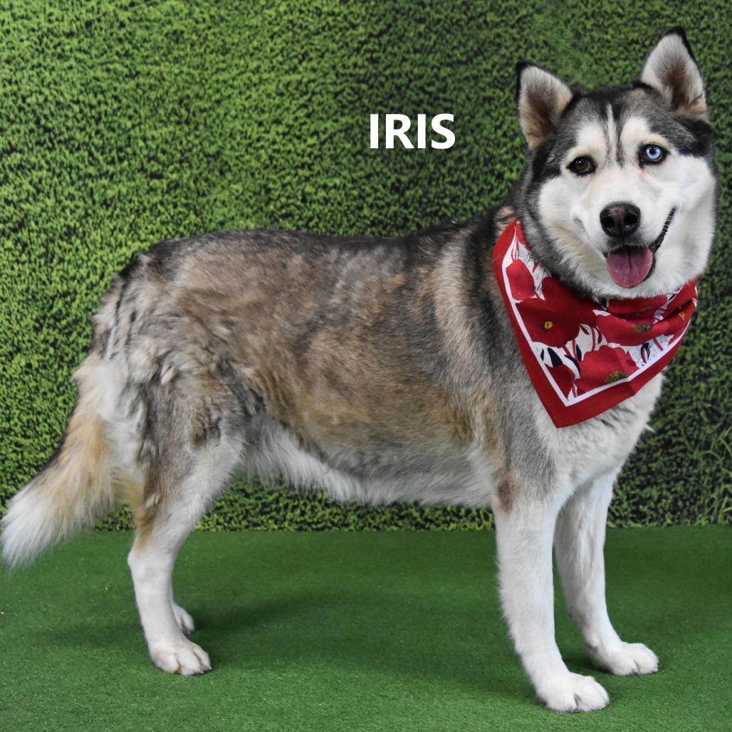 Iris, Adoptable, Adult Female Husky.