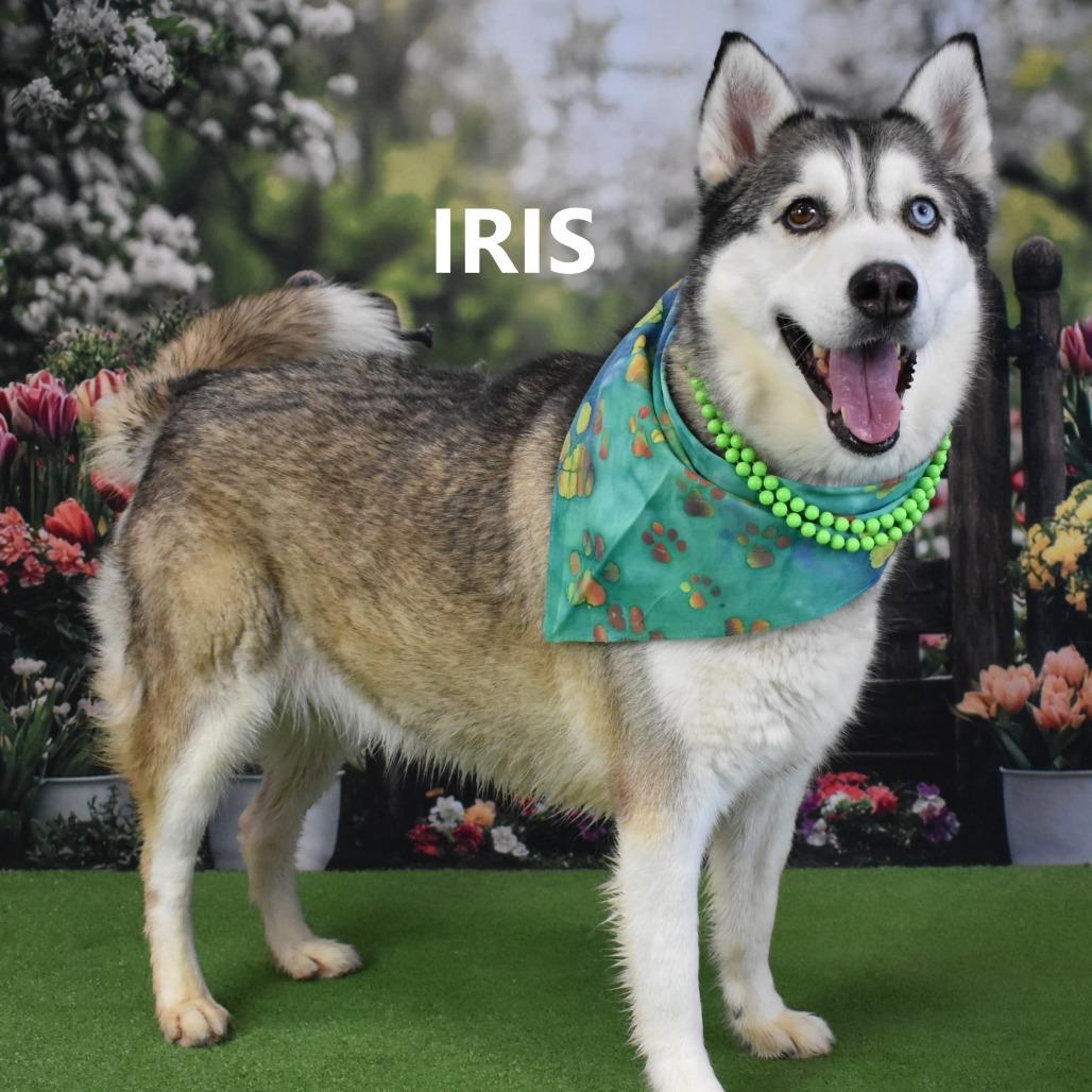Enlarge Iris, a Adoptable Husky in Yuma, AZ image 2/4