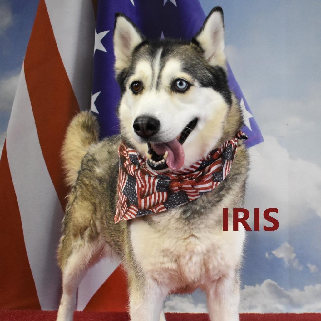 Enlarge Iris, a Adoptable Husky in Yuma, AZ image 3/4