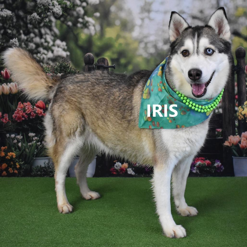 Enlarge Iris, a Adoptable Husky in Yuma, AZ image 4/4