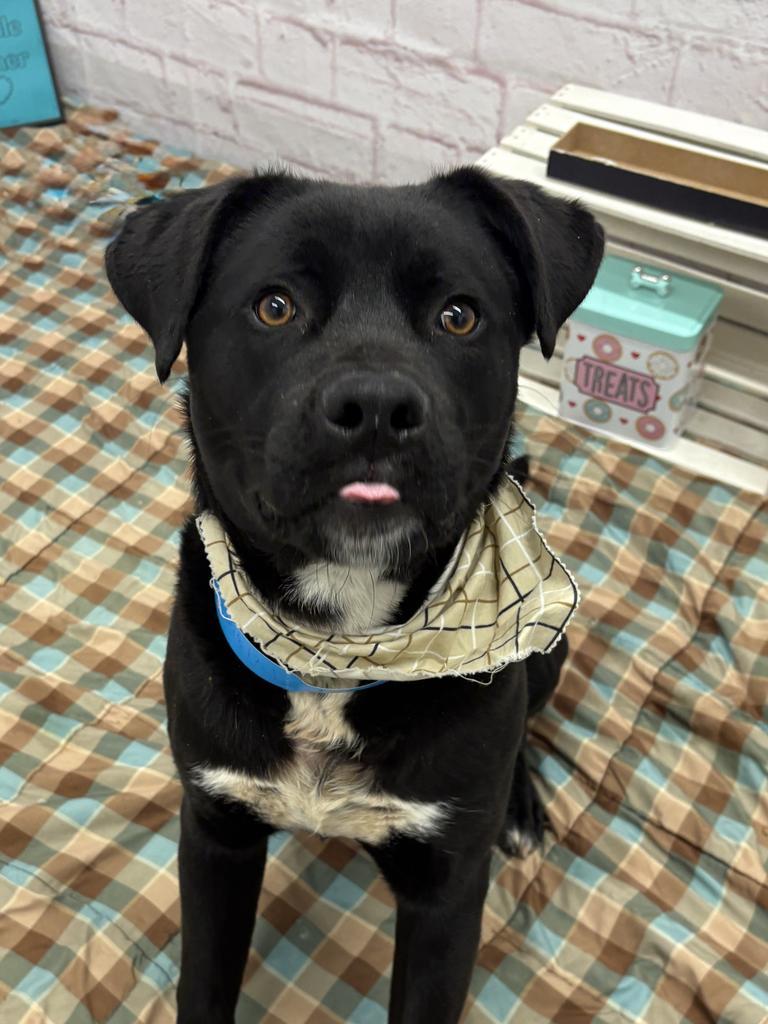 Enlarge Hopscotch, a Adoptable mixed breed in Detroit, MI image 1/1