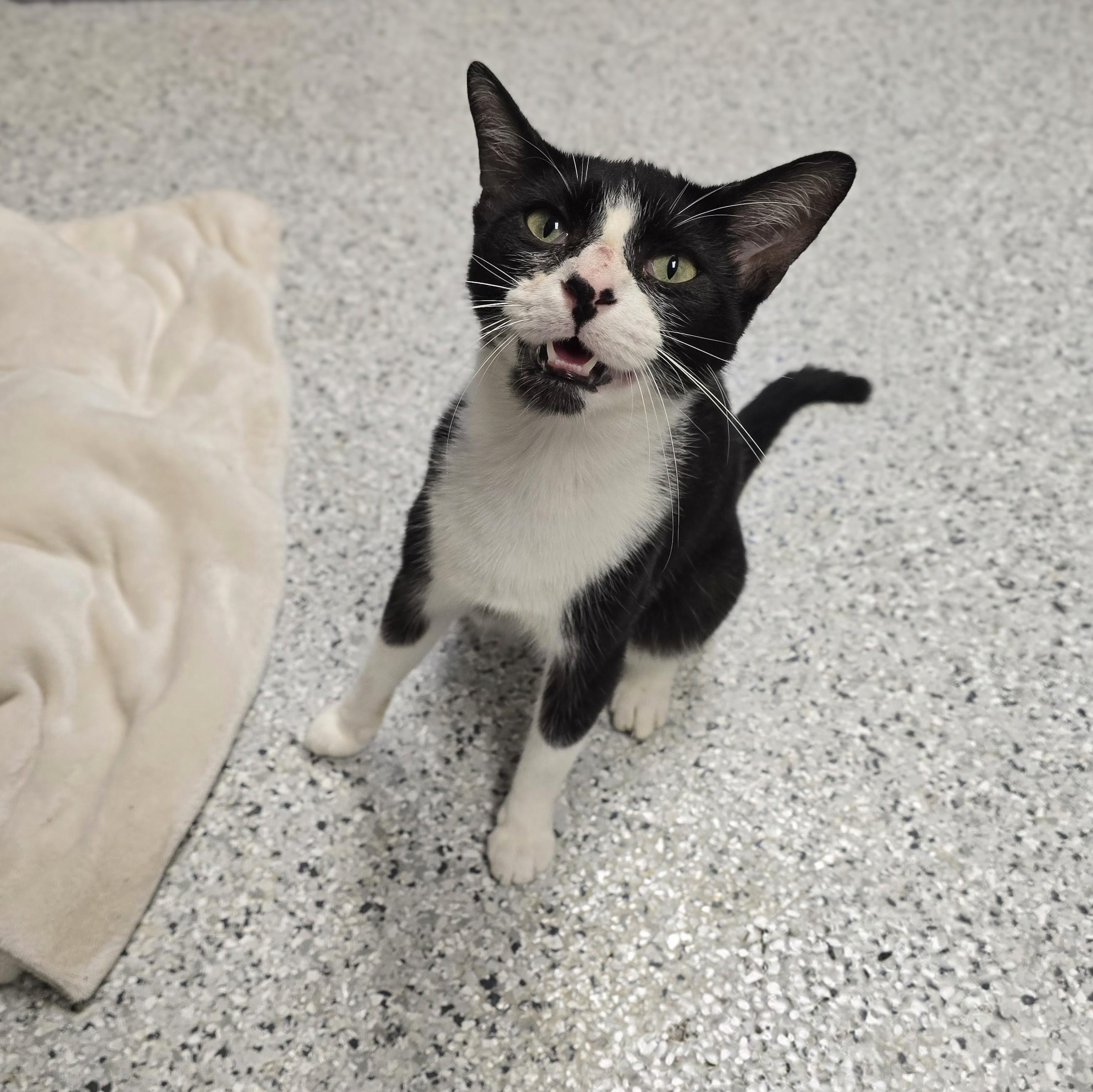 Enlarge Penelope, a ADOPTABLE mixed breed in Mount Carmel, IL image 3/3