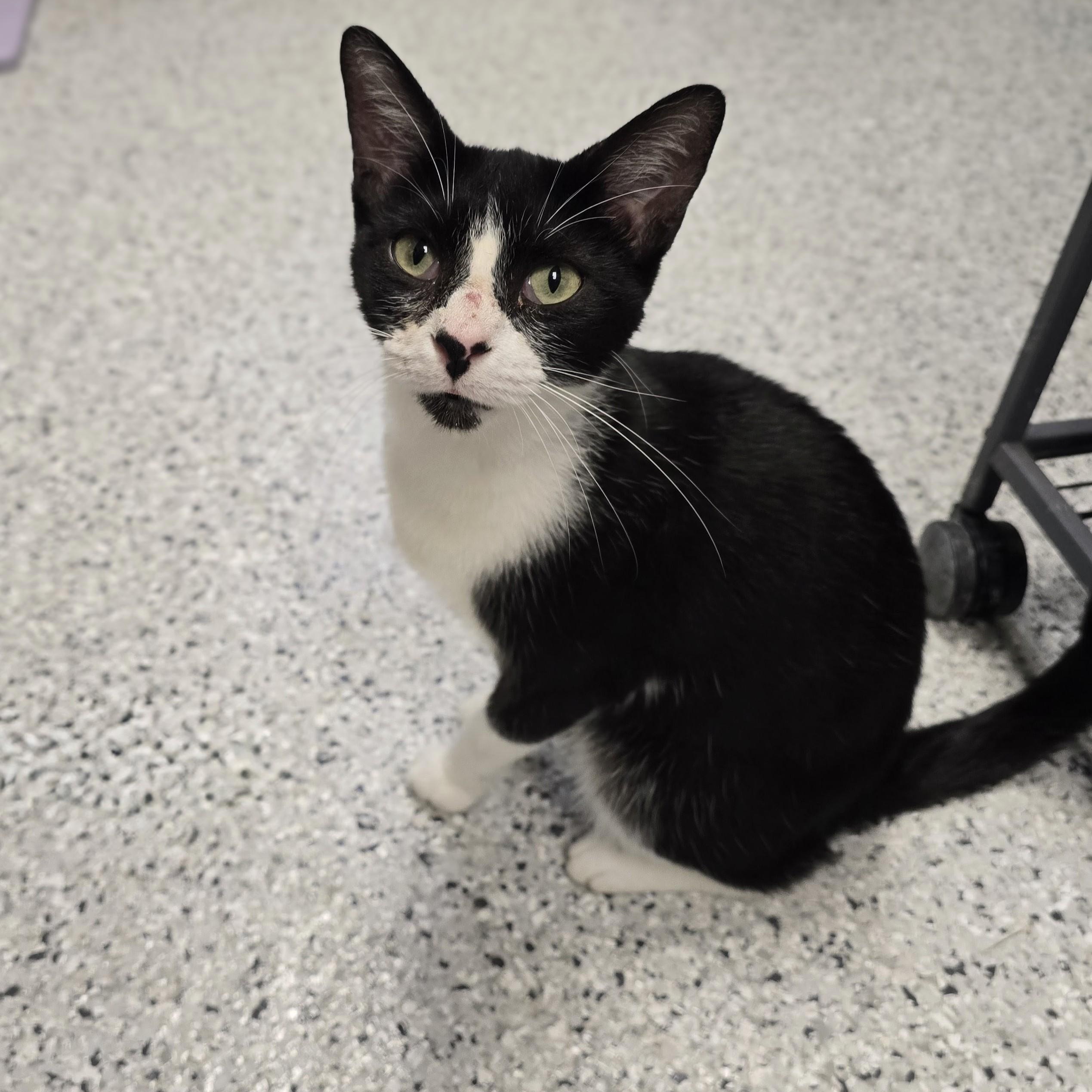 Enlarge Penelope, a ADOPTABLE mixed breed in Mount Carmel, IL image 1/3
