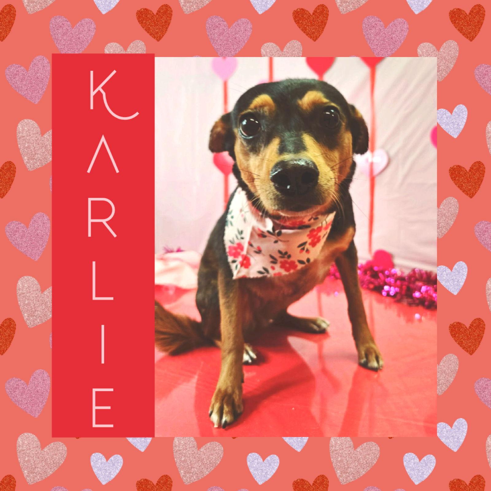 Karlie, Adoptable, Adult Female Miniature Pinscher.