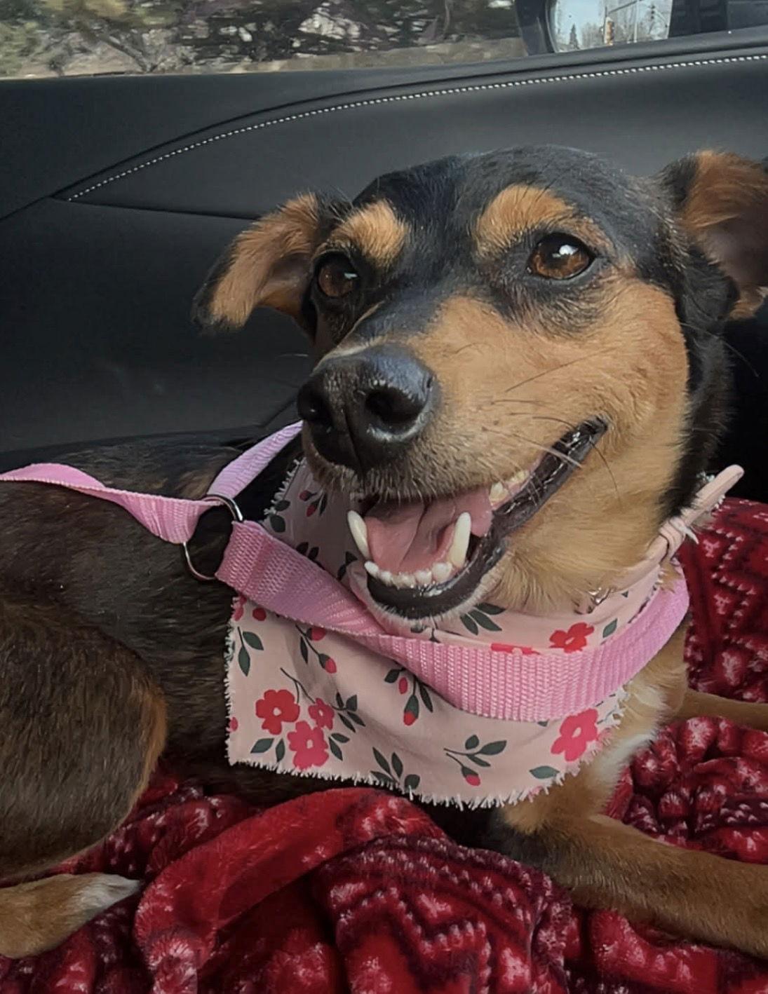 Enlarge Karlie, a Adoptable Miniature Pinscher in Littleton, CO image 2/3