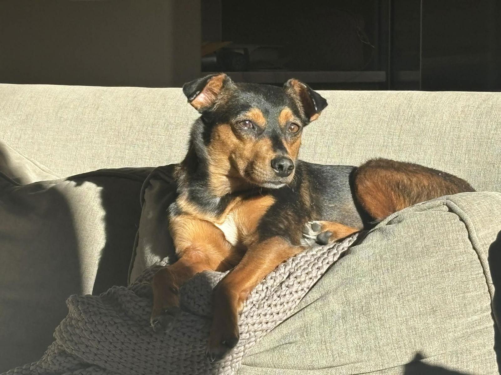 Enlarge Karlie, a Adoptable Miniature Pinscher in Littleton, CO image 3/3