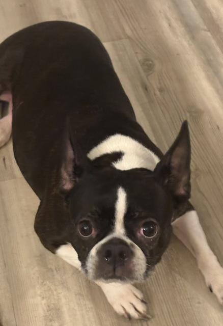 Maggie in MO, a ADOPTABLE Boston Terrier in St Louis, MO image 1/5