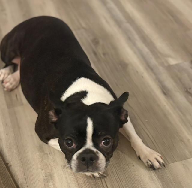 Maggie in MO, a ADOPTABLE Boston Terrier in St Louis, MO image 2/5