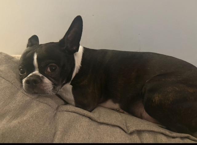 Maggie in MO, a ADOPTABLE Boston Terrier in St Louis, MO image 3/5