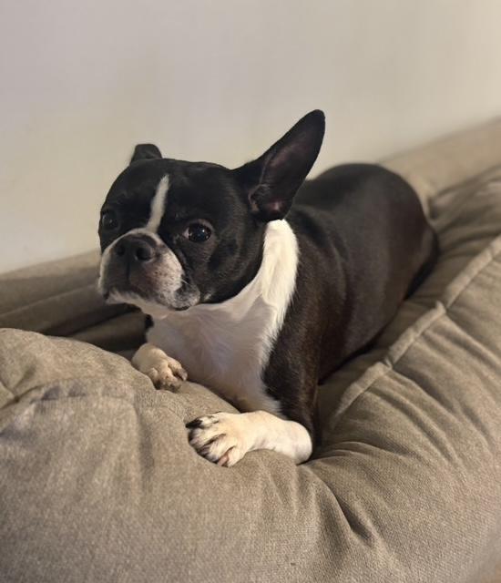 Maggie in MO, a ADOPTABLE Boston Terrier in St Louis, MO image 4/5