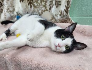 Enlarge Hen, a ADOPTABLE Domestic Short Hair in Bucyrus, OH image 2/3