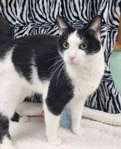 Hen, ADOPTABLE, Senior Male Domestic Short Hair.