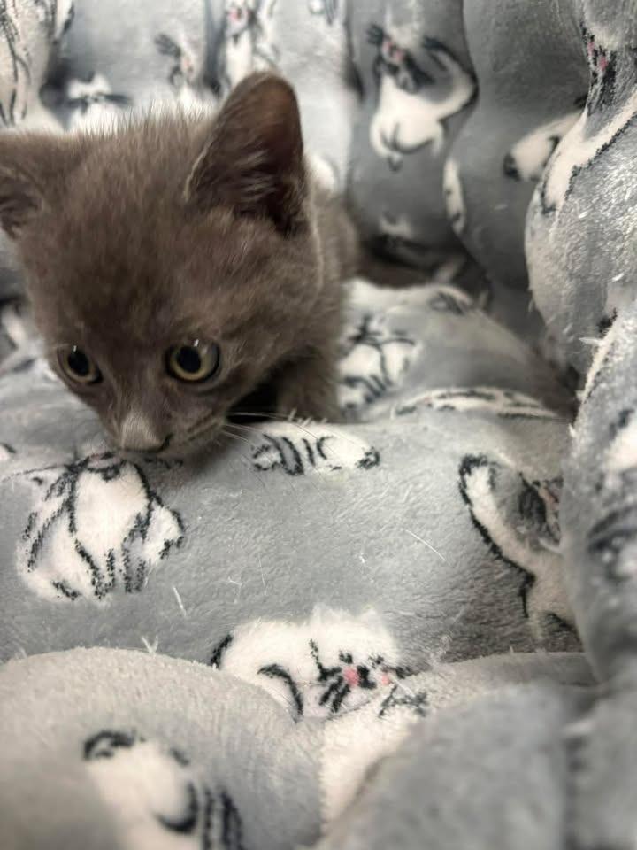 Granite, Adoptable, Kitten Female Domestic Short Hair.
