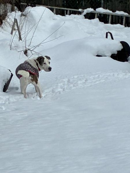 Loki, Adoptable, Senior Male Mixed Breed.