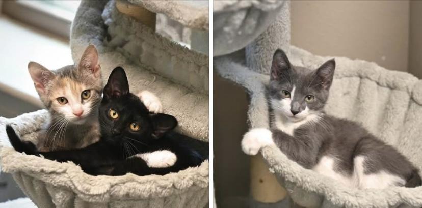 Kittens, an adoptable Domestic Short Hair in Hot Springs, AR_image-1