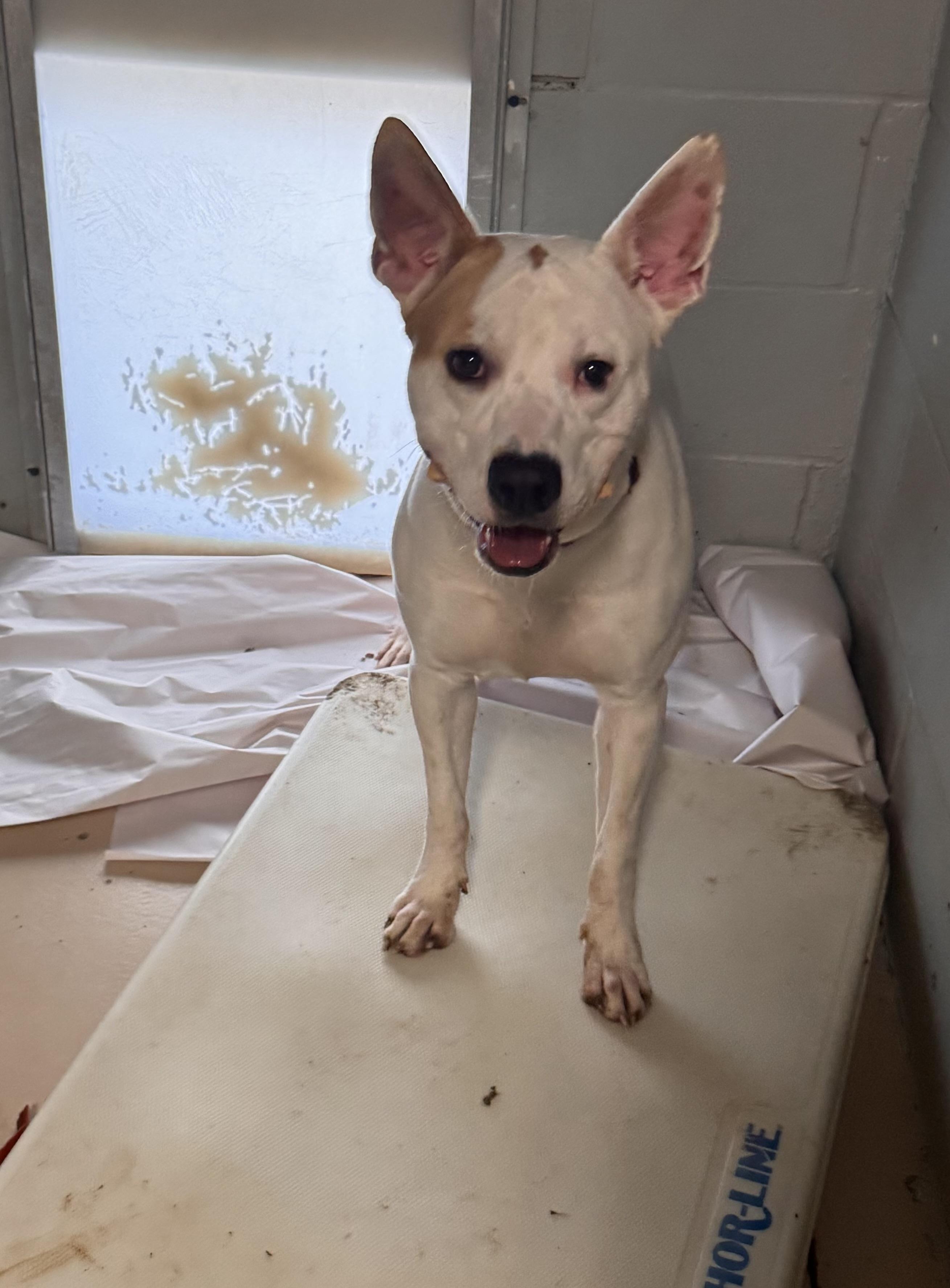 Enlarge Bolt , a ADOPTABLE Mixed Breed in Logan, OH image 2/2