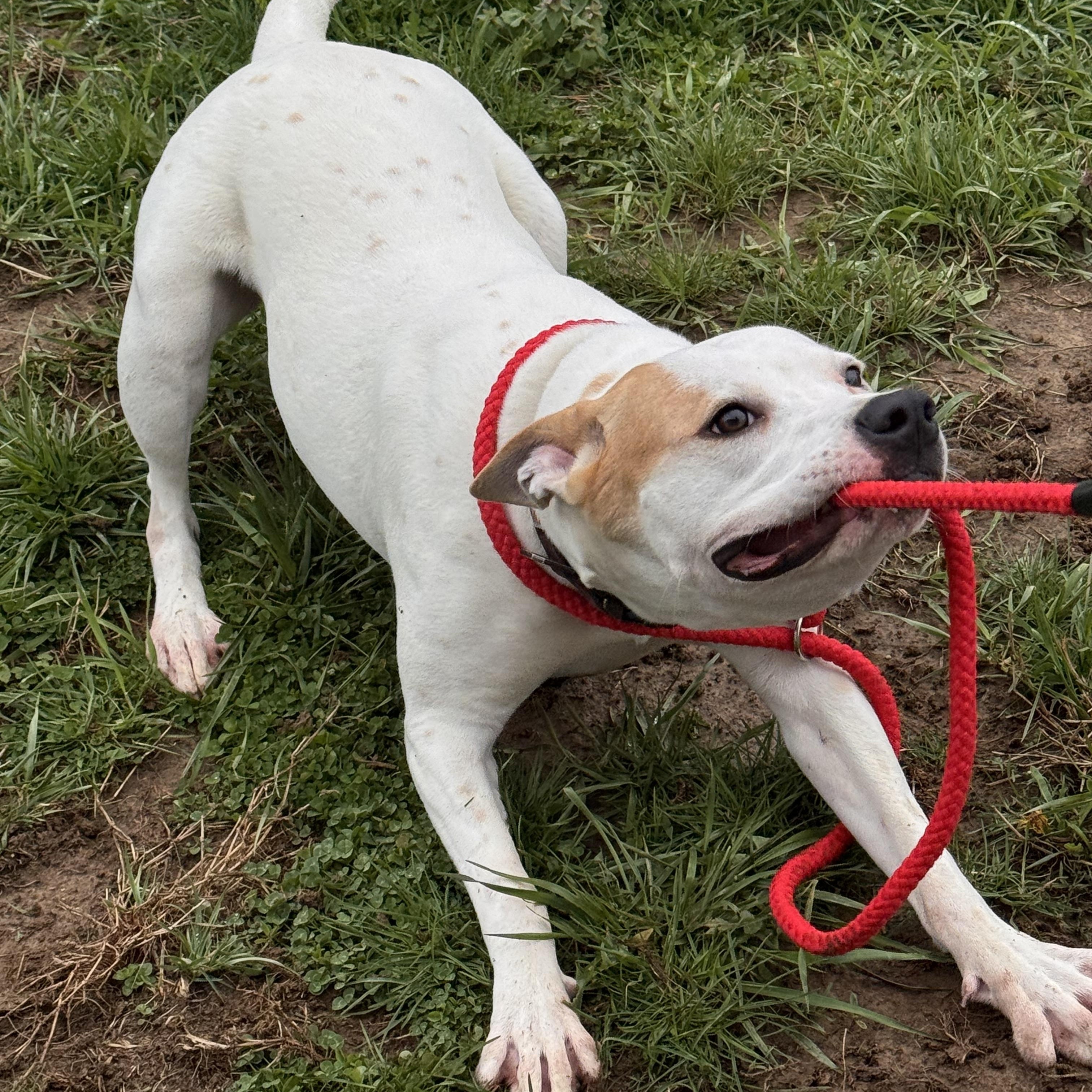 Bolt , ADOPTABLE, Young Male Mixed Breed.
