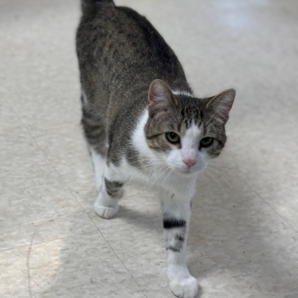 Enlarge Herman, a Adoptable Domestic Short Hair in Milford, IA image 1/4