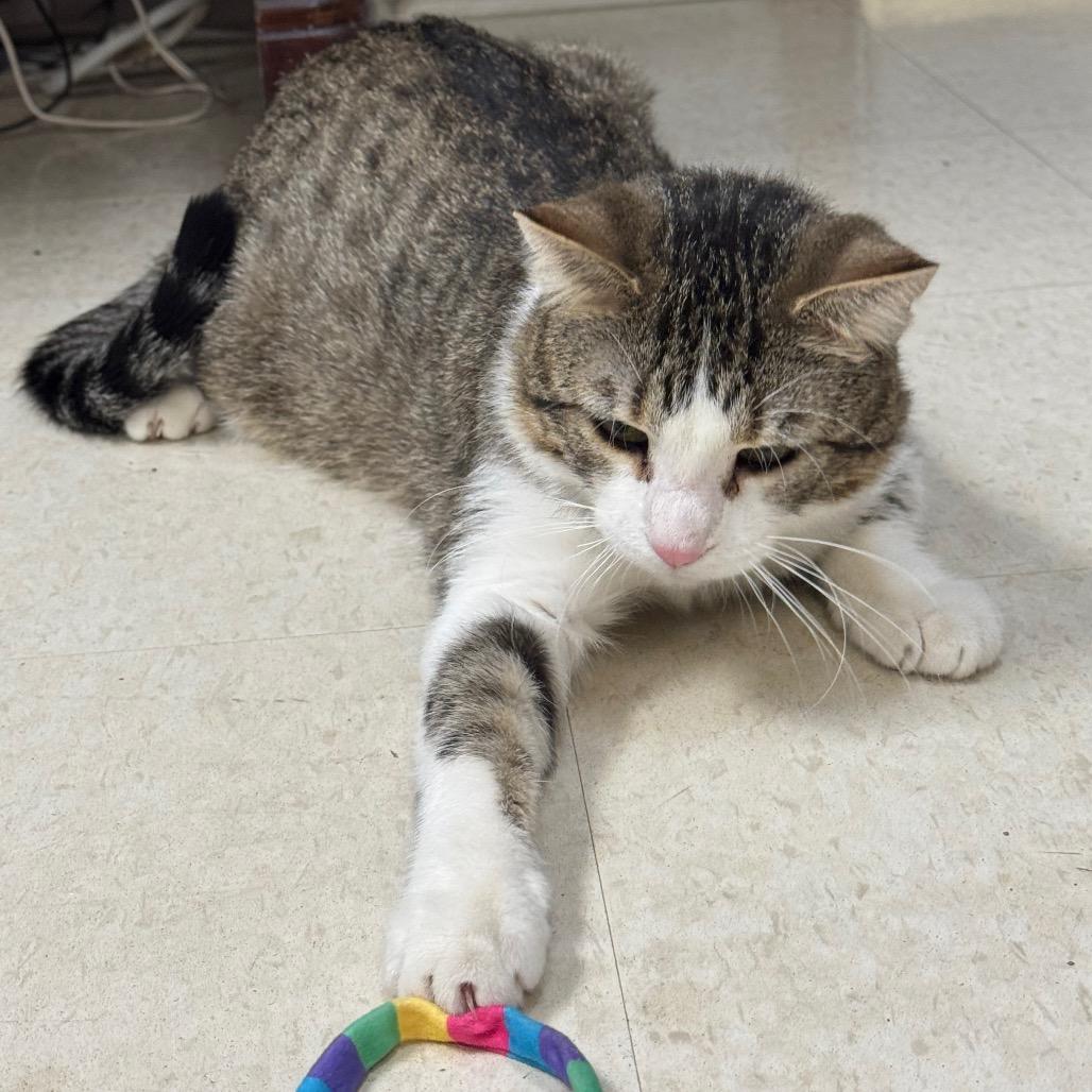 Enlarge Herman, a Adoptable Domestic Short Hair in Milford, IA image 2/4