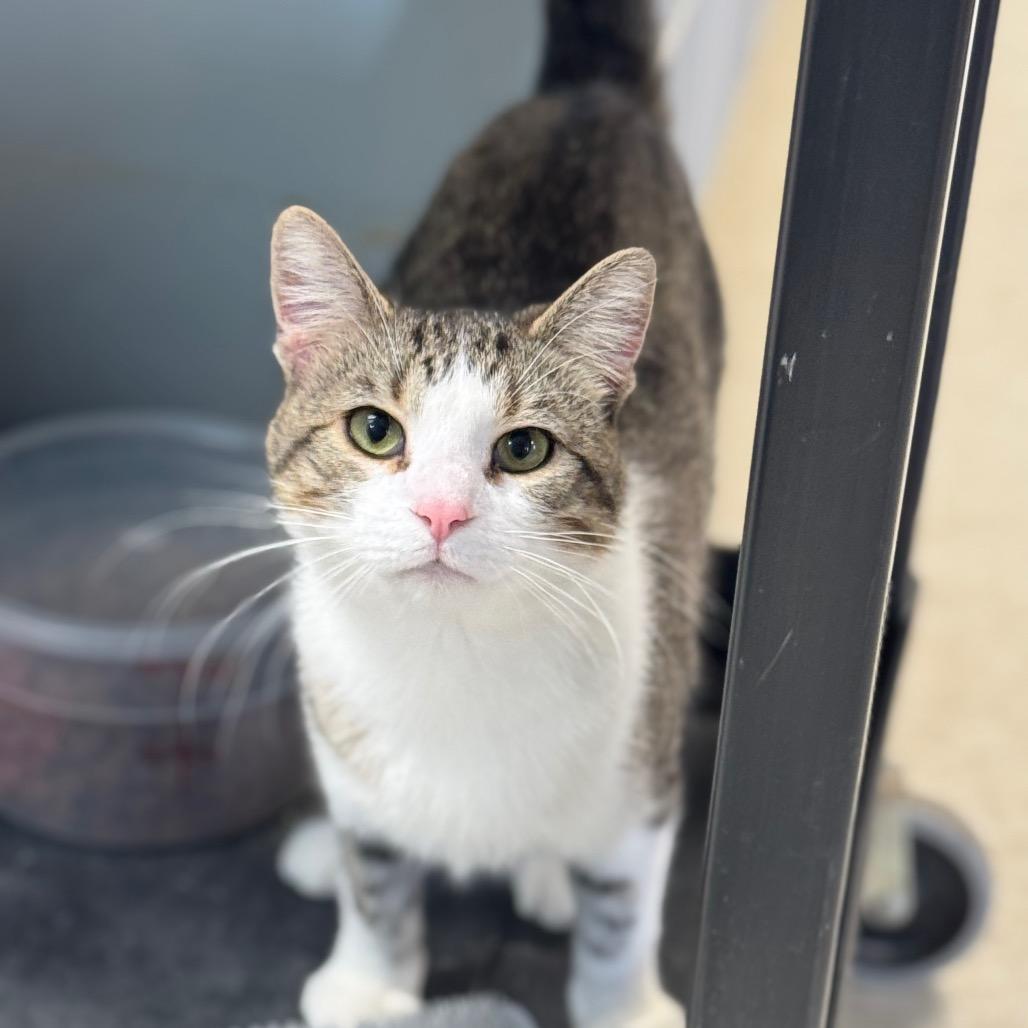 Enlarge Herman, a Adoptable Domestic Short Hair in Milford, IA image 3/4