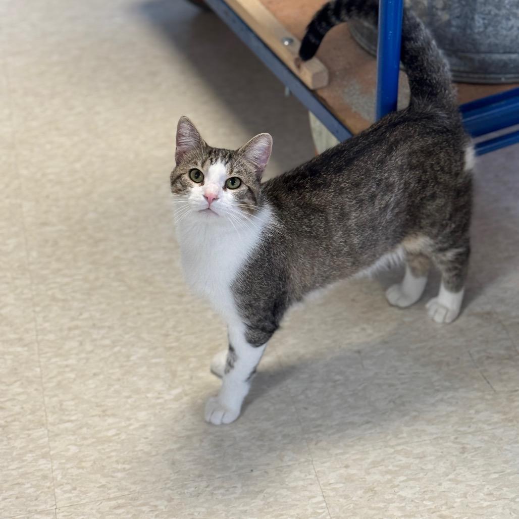 Enlarge Herman, a Adoptable Domestic Short Hair in Milford, IA image 4/4