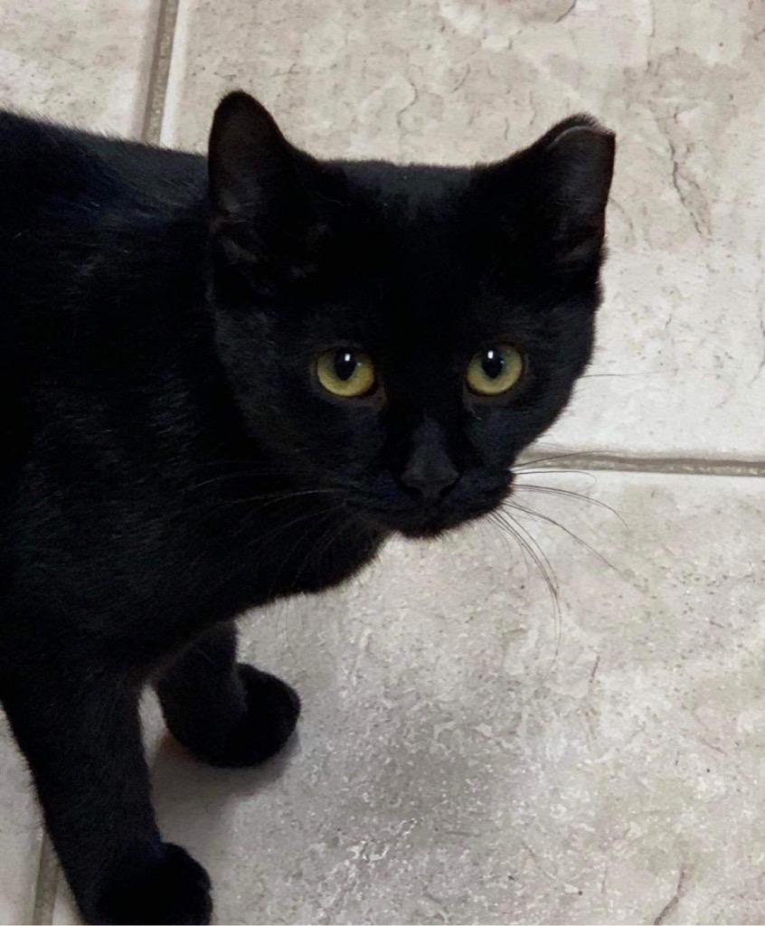 Shelley, Adoptable, Adult Female Domestic Short Hair.