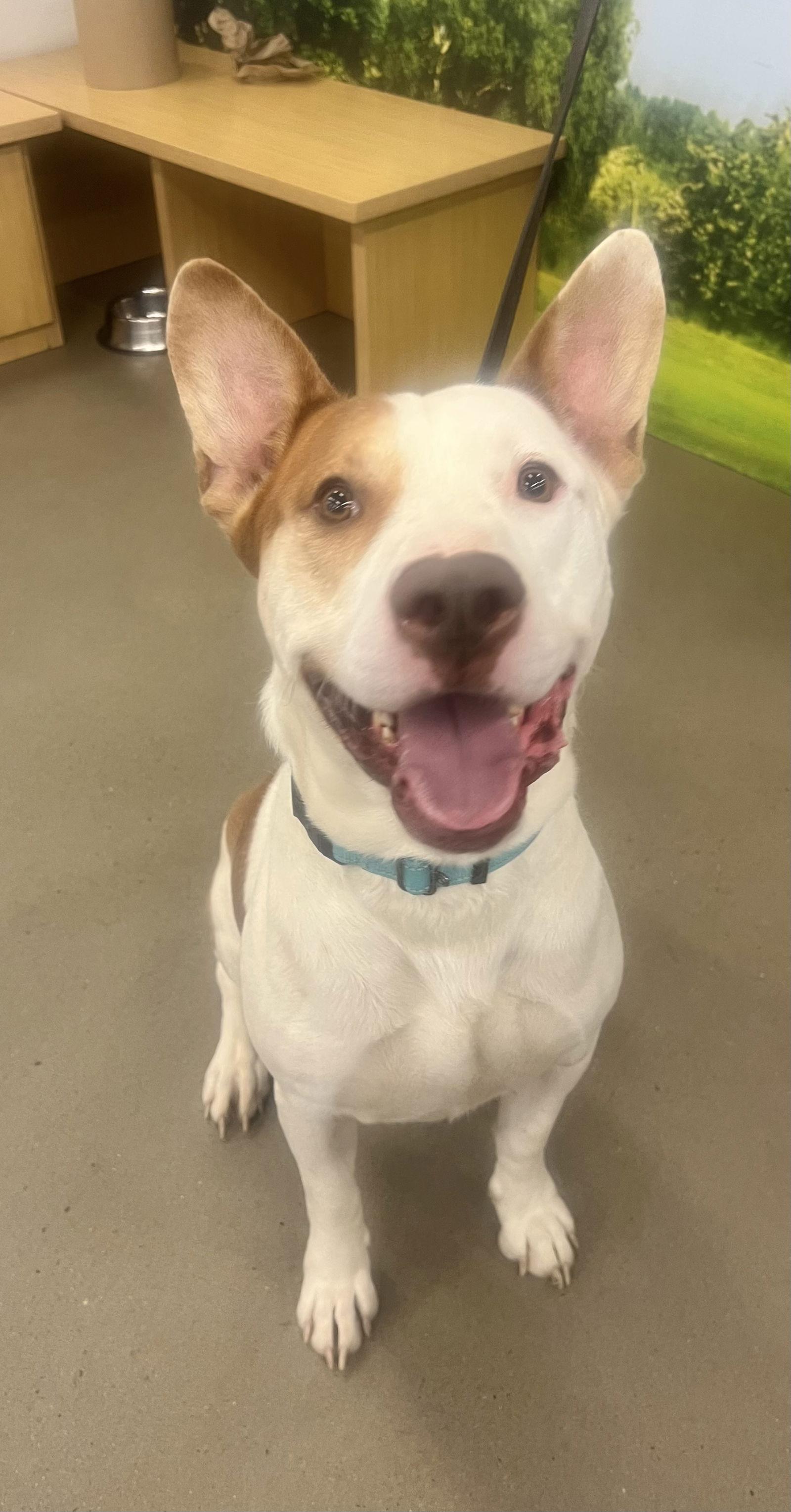 Ozzy, Adoptable, Adult Male Staffordshire Bull Terrier.