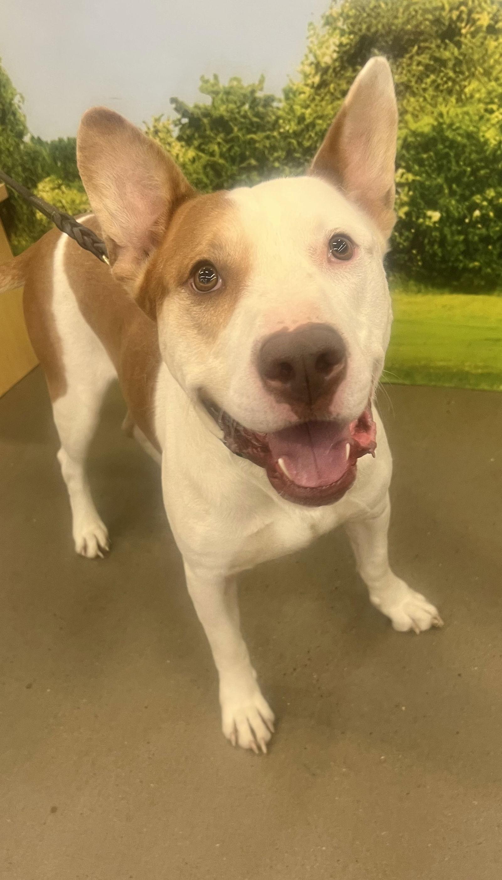 Enlarge Ozzy, a Adoptable Staffordshire Bull Terrier in Munford, TN image 2/3