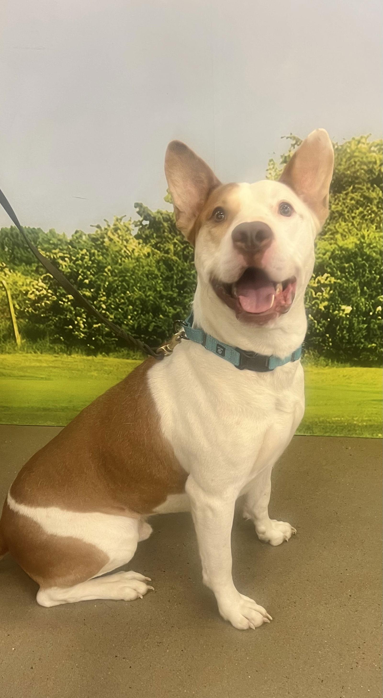 Enlarge Ozzy, a Adoptable Staffordshire Bull Terrier in Munford, TN image 3/3