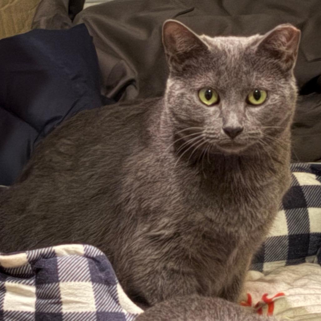 Enlarge Graysie, a Adoptable Domestic Short Hair in Shelbyville, IN image 1/4