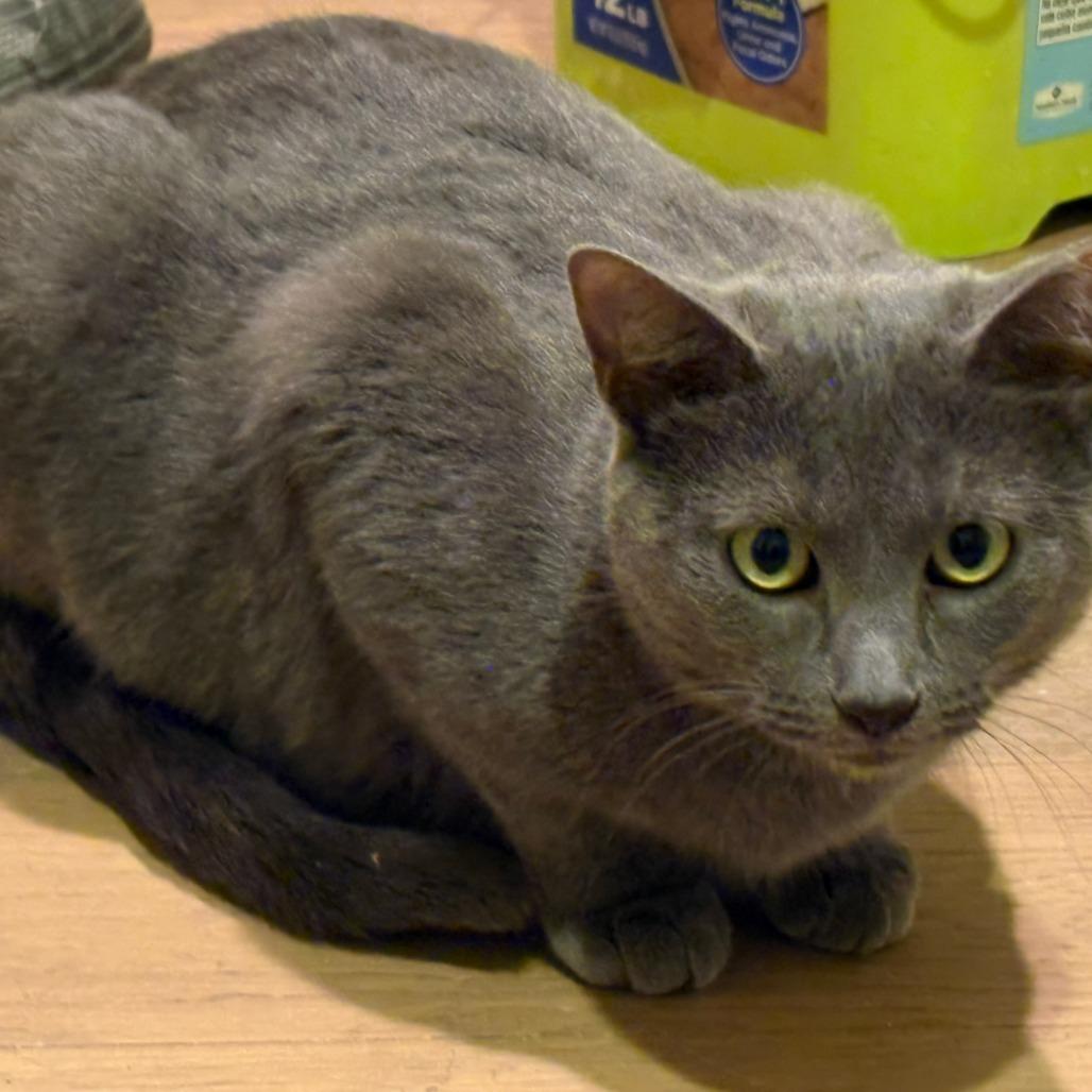 Enlarge Graysie, a Adoptable Domestic Short Hair in Shelbyville, IN image 2/4