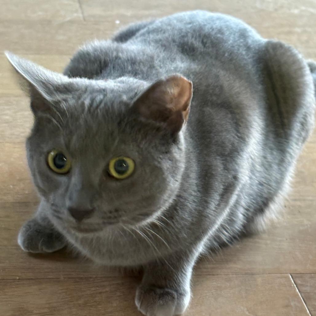 Enlarge Graysie, a Adoptable Domestic Short Hair in Shelbyville, IN image 3/4