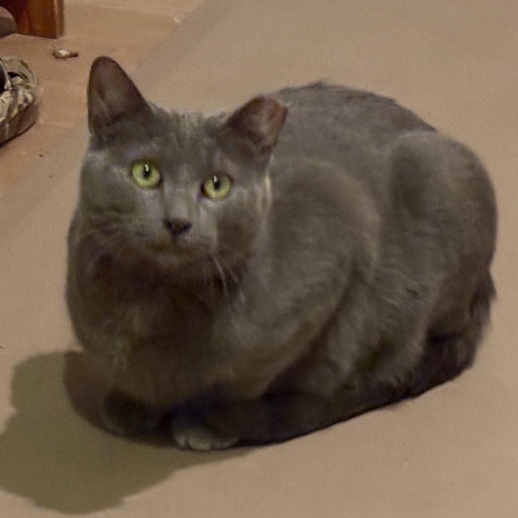 Enlarge Graysie, a Adoptable Domestic Short Hair in Shelbyville, IN image 4/4