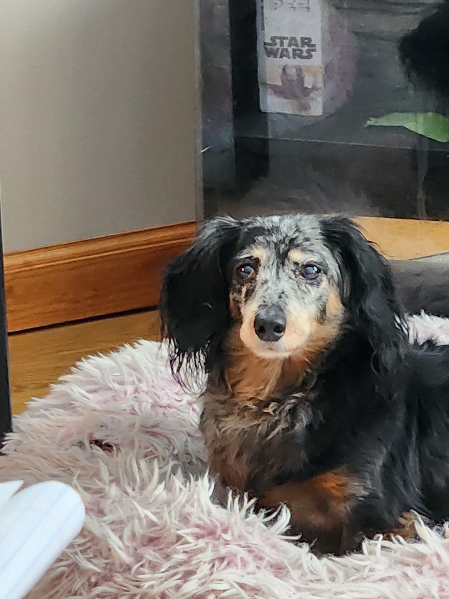 Tessa, Adoptable, Senior Female Dachshund.