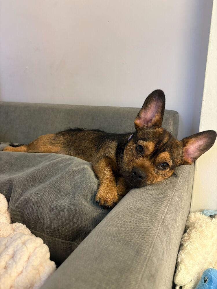 Roxy, Adoptable, Young Female Mixed Breed.