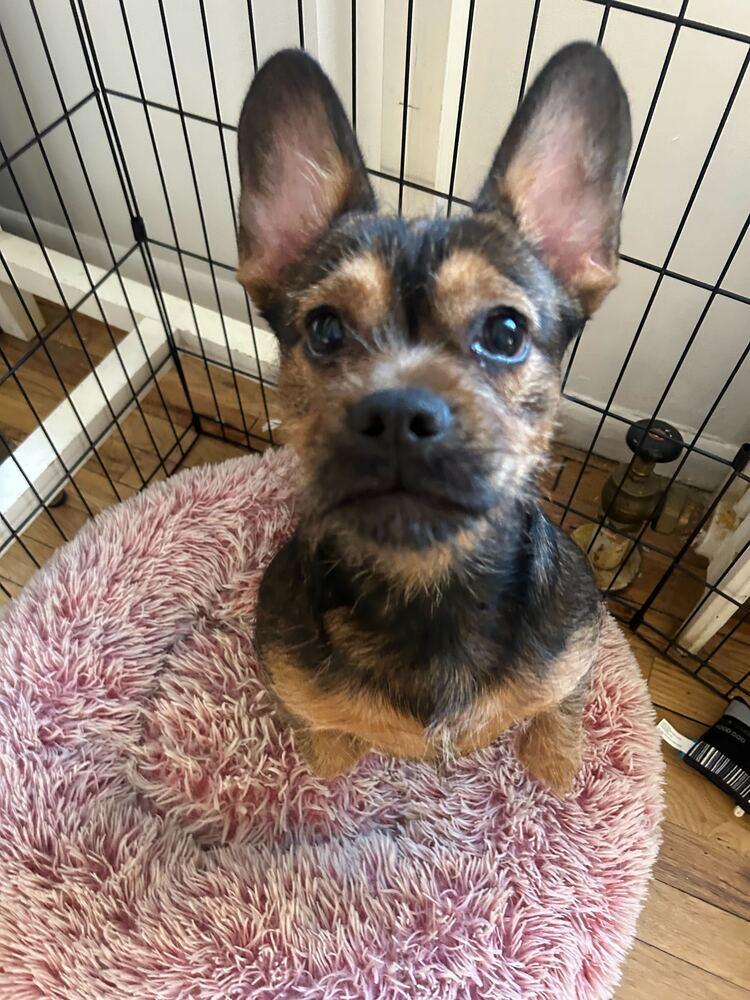 Enlarge Roxy, a Adoptable mixed breed in New York, NY image 1/1