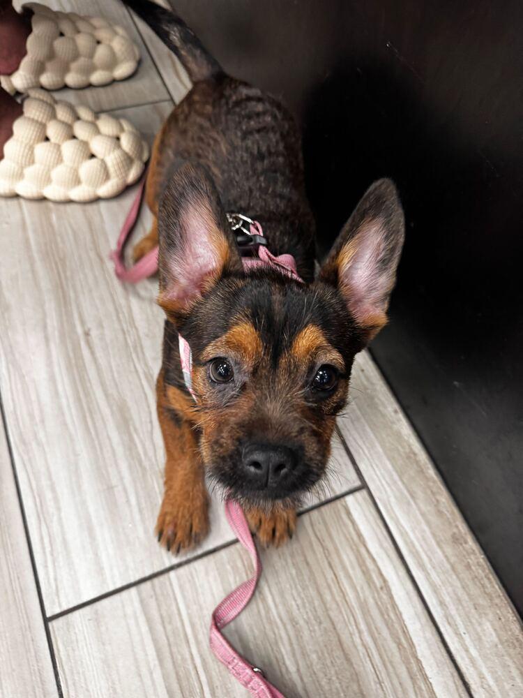 Roxy, Adoptable, Young Female Mixed Breed.