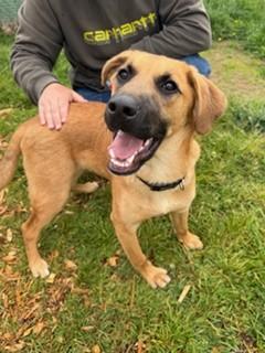 Bungee, an adopted mixed breed in Reedsport, OR image 2/6