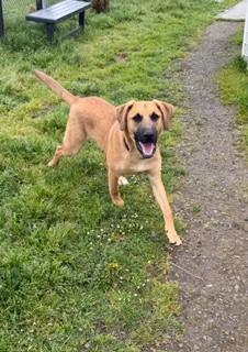 Bungee, an adopted mixed breed in Reedsport, OR image 6/6
